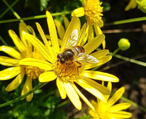 Eristalis tenax